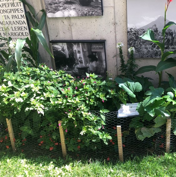 Plants much taller